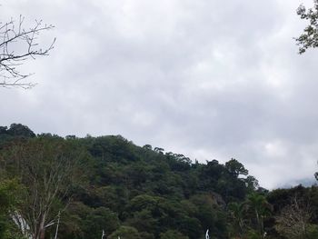 Low angle view of trees and plants against sky