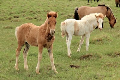 Horses standing in a field