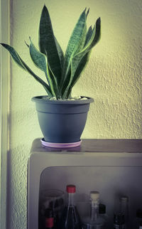 Close-up of potted plant against wall at home