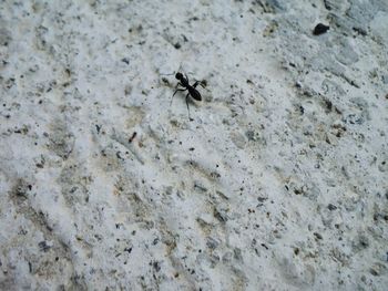 Close-up of bird in water