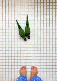 High angle view of two rainbow lorikeet birds on white tile background from my point of view