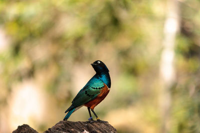 Close-up of superb starling perching on rock