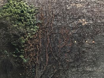 Full frame shot of leaf