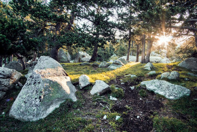 Sunlight falling on rocks in forest