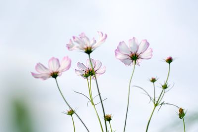 Close-up of flowers against clear sky