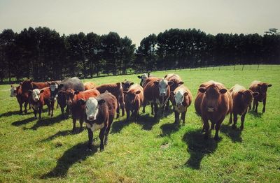 Cows on field against sky