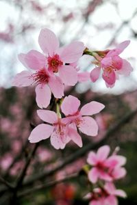 Close-up of pink flowers