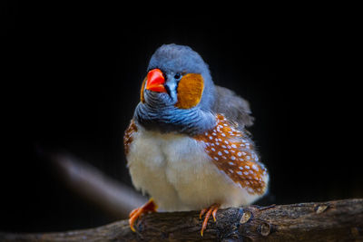 Close-up of parrot perching on branch