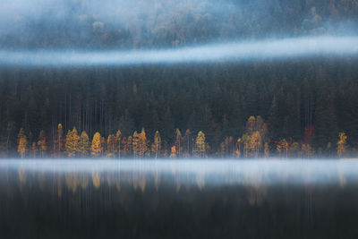 Scenic view of lake in forest