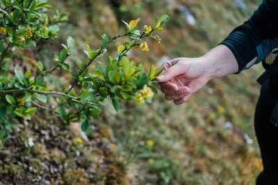 Female hand touching leaves. 