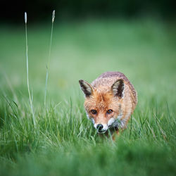 Close-up of fox walking on grass