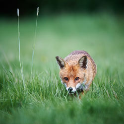 Dog on grassy field