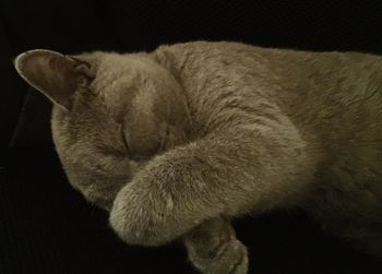 domestic cat