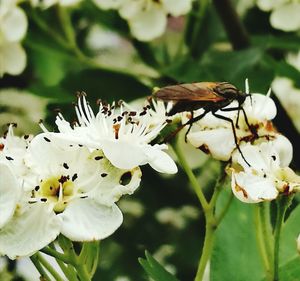 Close-up of bee on white flowers