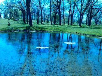 Reflection of trees in lake