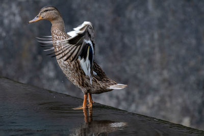 Close-up of a bird