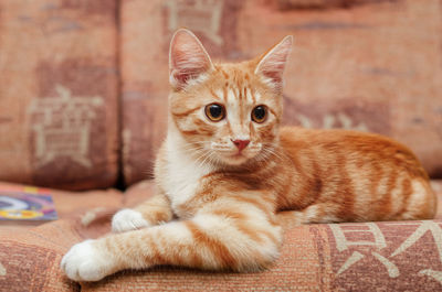 Little ginger kitten on the couch