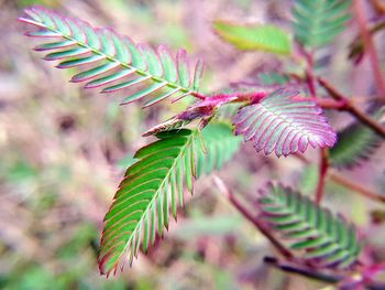 Close-up of fern leaves