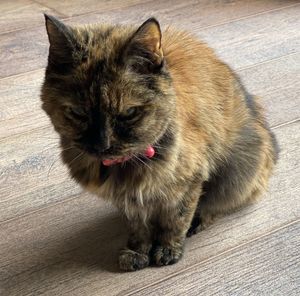 High angle portrait of cat relaxing at home