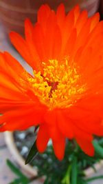 Close-up of orange flower blooming outdoors