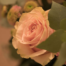 Close-up of rose blooming outdoors