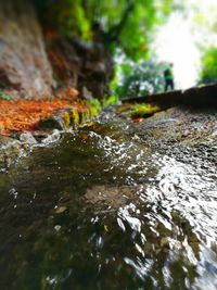 Close-up of water flowing in tree