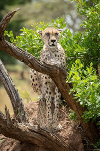 Portrait of cheetah sitting on tree branch