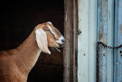 Close-up of goat at barn