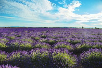  lavender on field against sky