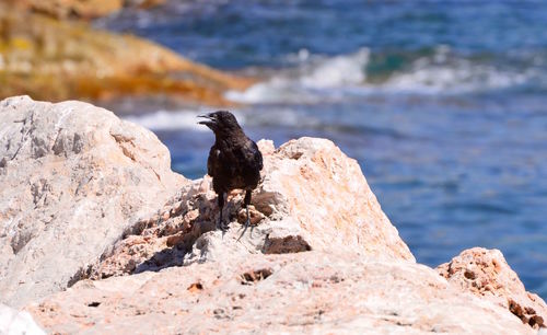 View of bird perching on rock