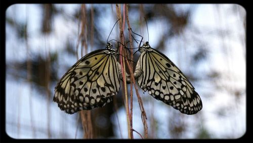 Close-up of butterfly perching on leaf