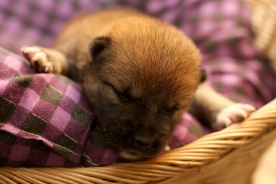 Close-up of a dog sleeping on wicker basket