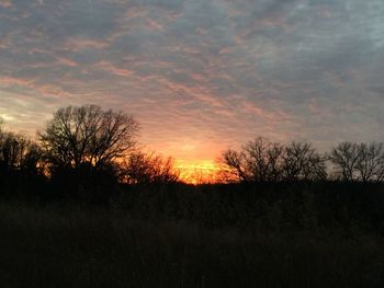 Silhouette of trees at sunset