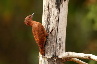 Close-up of bird perching on tree trunk