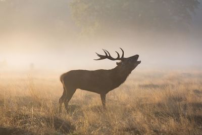 Deer standing on field against sky during sunset