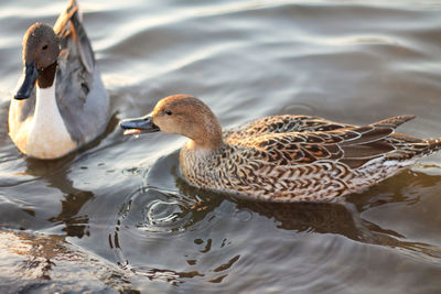 Mallard duck swimming in lake