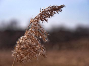 Close-up of stalks in field against sky