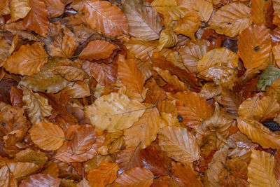 Full frame shot of dry autumn leaves