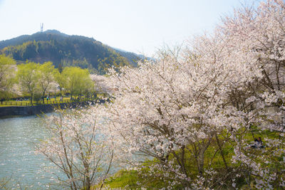 Cherry blossom tree by river against sky