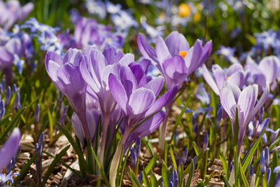 Close-up of purple crocus flowers on field