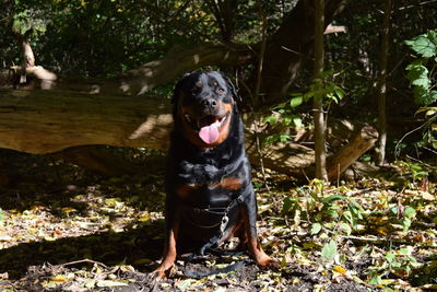 Dog sticking out tongue