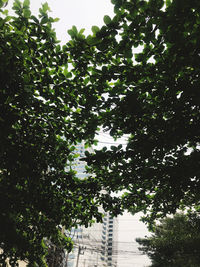 Low angle view of trees against sky