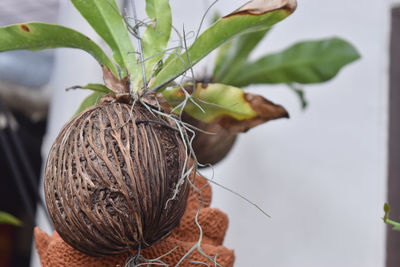 Close-up of flower plant