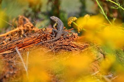 Close-up of lizard on tree
