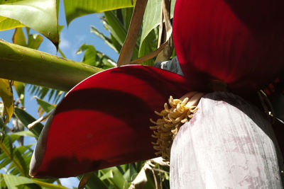 Close-up of red flower