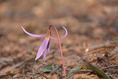 Close-up of pink crocus flowers on field