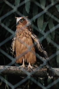 Close-up of owl perching on branch