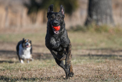 Black dog on field