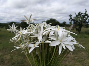 Close-up of white flowers blooming outdoors