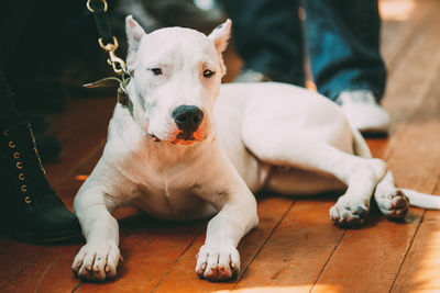 Portrait of dog sitting on hardwood floor